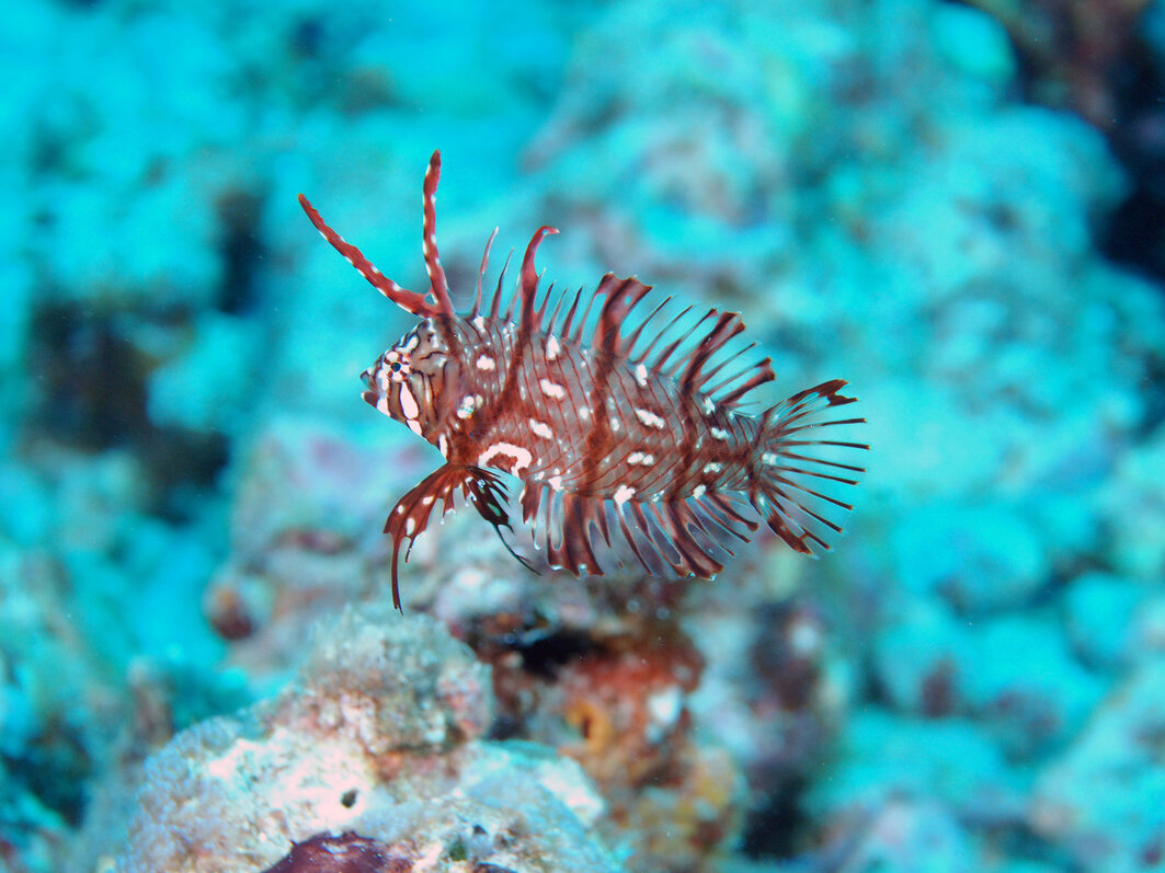 Kona Dive Travel Guide Bluewater Dive Travel